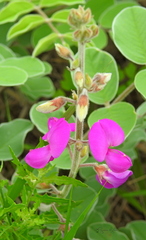 Tephrosia lindheimeri