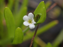 Plagiobothrys undulatus