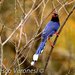 Blue-Magpies - Photo (c) Francesco Veronesi, some rights reserved (CC BY-NC-SA)