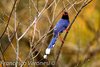 Blue-Magpies - Photo (c) Francesco Veronesi, some rights reserved (CC BY-NC-SA)