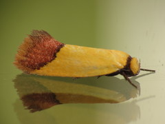 Chrysonoma concisella