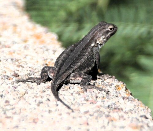 Southwestern Fence Lizard