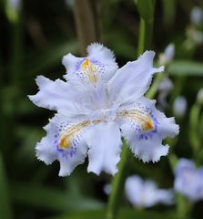 Iris japonica
