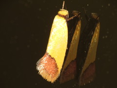 Chrysonoma concisella