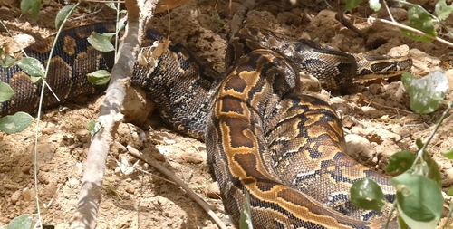 African Rock Python