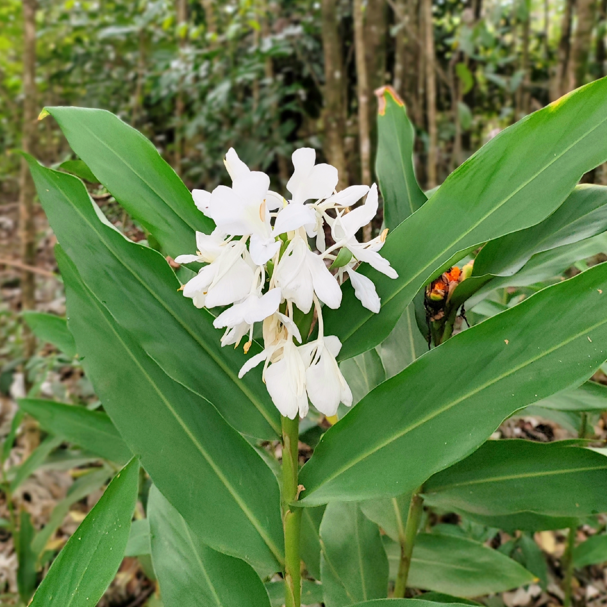 Hedychium coronarium