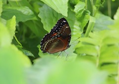 Hypolimnas bolina bolina