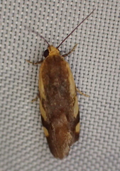Acontia thapsina