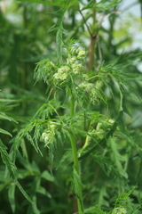 Sphallerocarpus gracilis