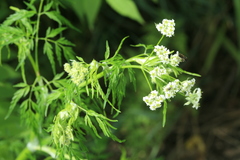 Sphallerocarpus gracilis