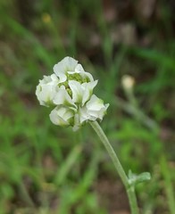 Hymenopappus artemisiifolius