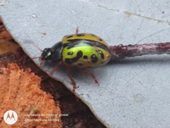 Calligrapha fulvipes