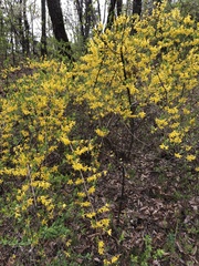 Forsythia koreana