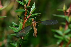 Leptotarsus igniceps