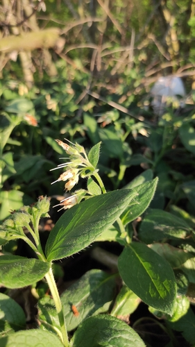 Symphytum bulbosum, photograph 1