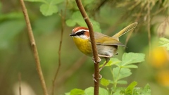 Rufous-Capped Warbler photo 3