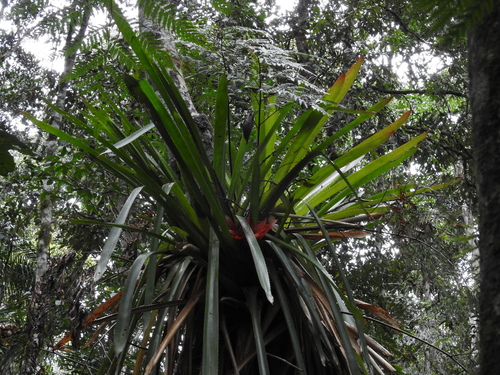 Wittrockia gigantea