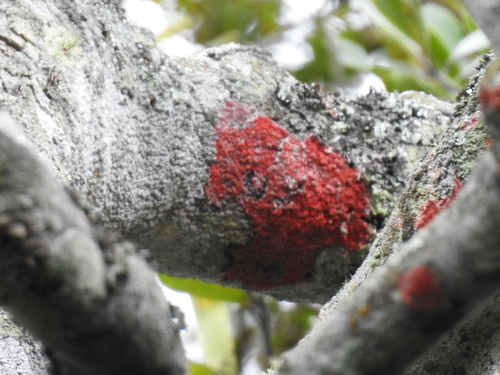 Christmas lichen