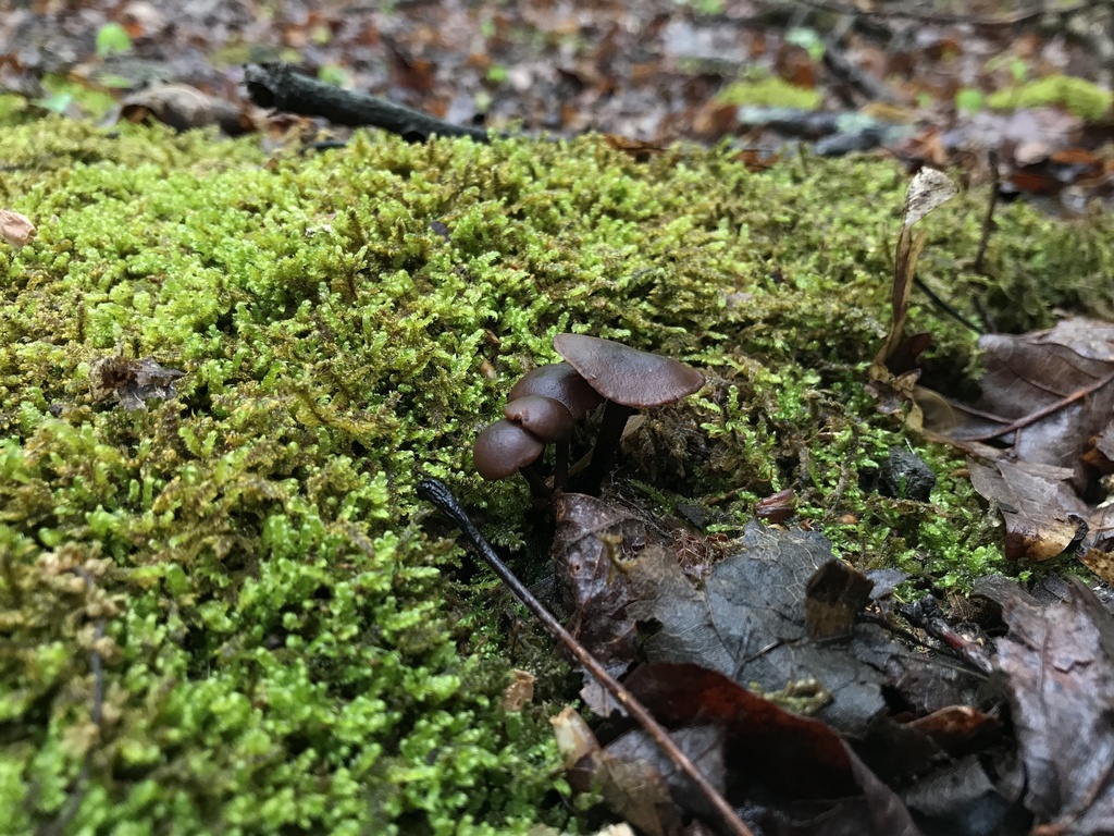 Gymnopus alkalivirens · May 2026 · photo: Photo: (c) Matthew Rozanoff, some rights reserved (CC BY) · iNaturalist