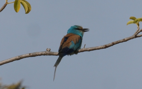 Abyssinian Roller