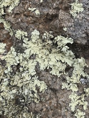 Flavoparmelia haysomii