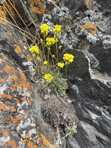 Draba incerta observed 2026-05-24