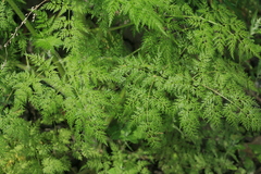 Sphallerocarpus gracilis