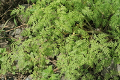 Sphallerocarpus gracilis