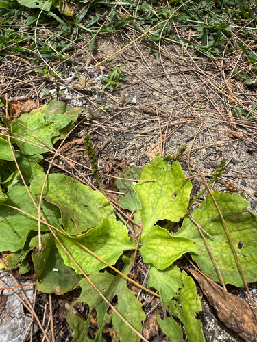 Plantago major observed 2026-05-24