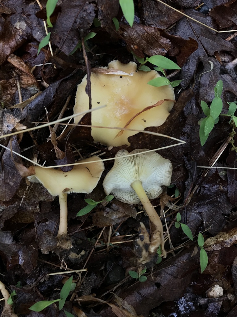 Gymnopus subsulphureus