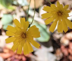 Hieracium venosum