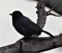 Laniarius funebris