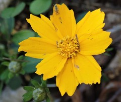 Coreopsis auriculata