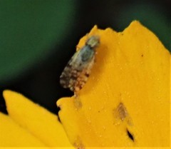 Dioxyna picciola