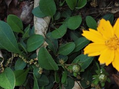 Coreopsis auriculata