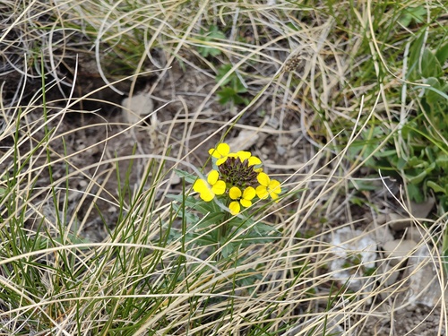 Erysimum odoratum, photograph 4