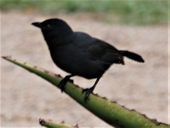 Laniarius funebris