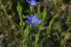 Gentiana aquatica pseudoaquatica