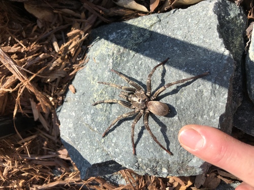 False Tarantula