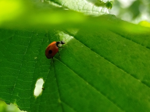 Two-spotted Lady Beetle
