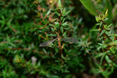 Leptotarsus igniceps