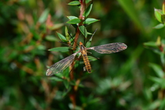 Leptotarsus igniceps