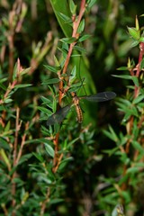 Leptotarsus igniceps