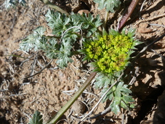 Cymopterus glomeratus