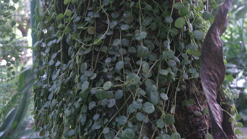 Peperomia prostrata