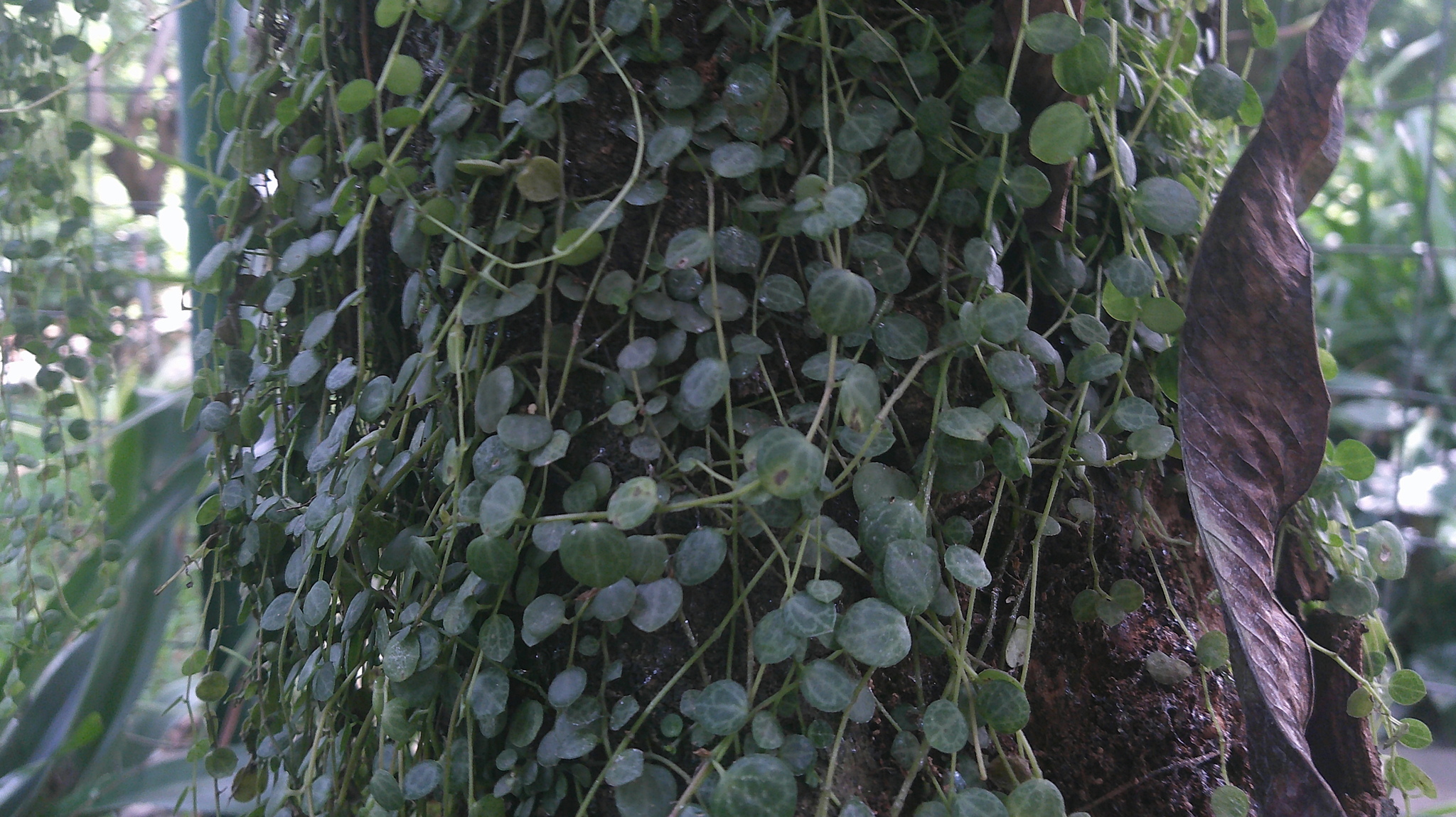 Peperomia prostrata