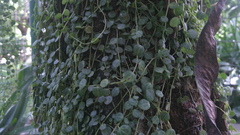 Peperomia prostrata