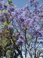Jacaranda acutifolia