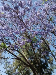 Jacaranda acutifolia