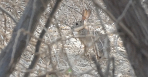 African Savanna Hare